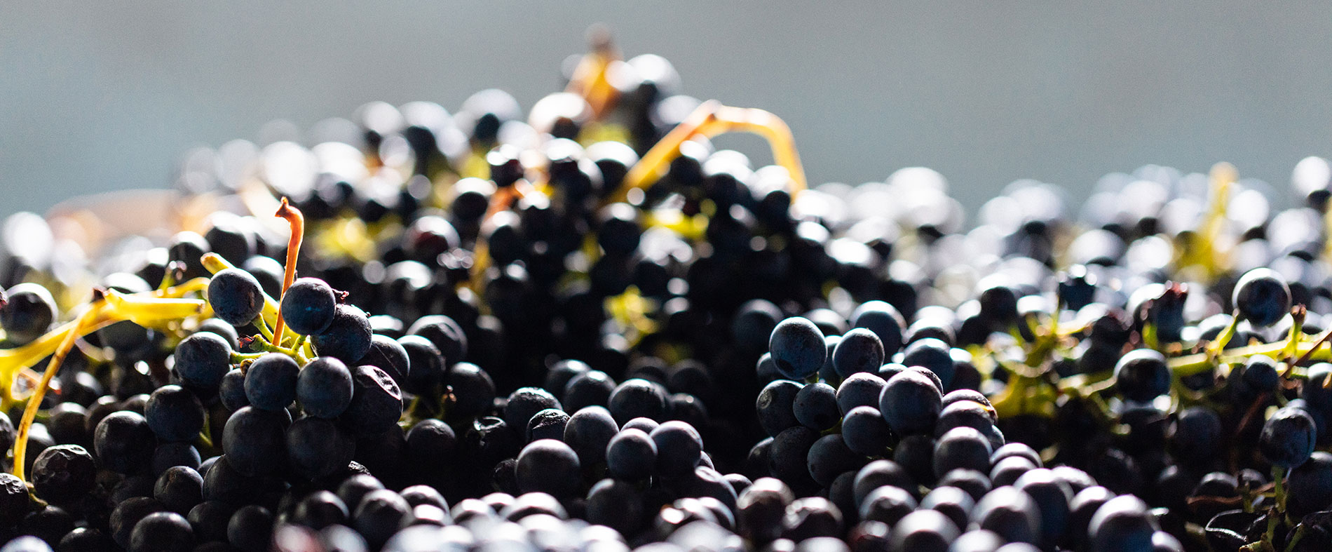 Photo: Kimberley Low / Wine Australia